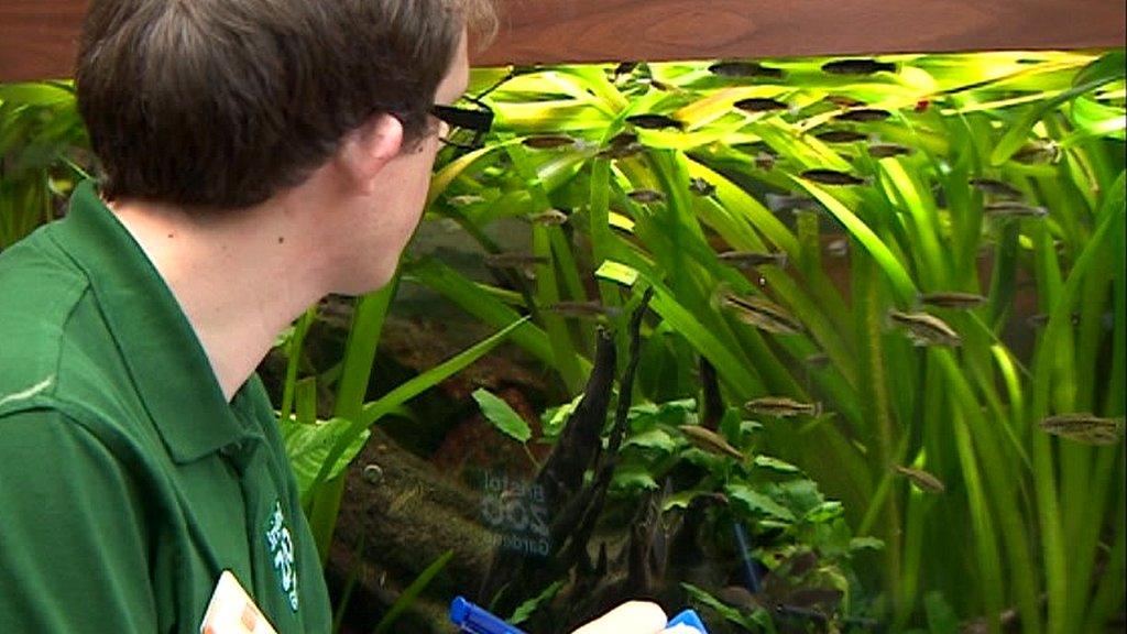 Counting schools of fish at Bristol Zoo