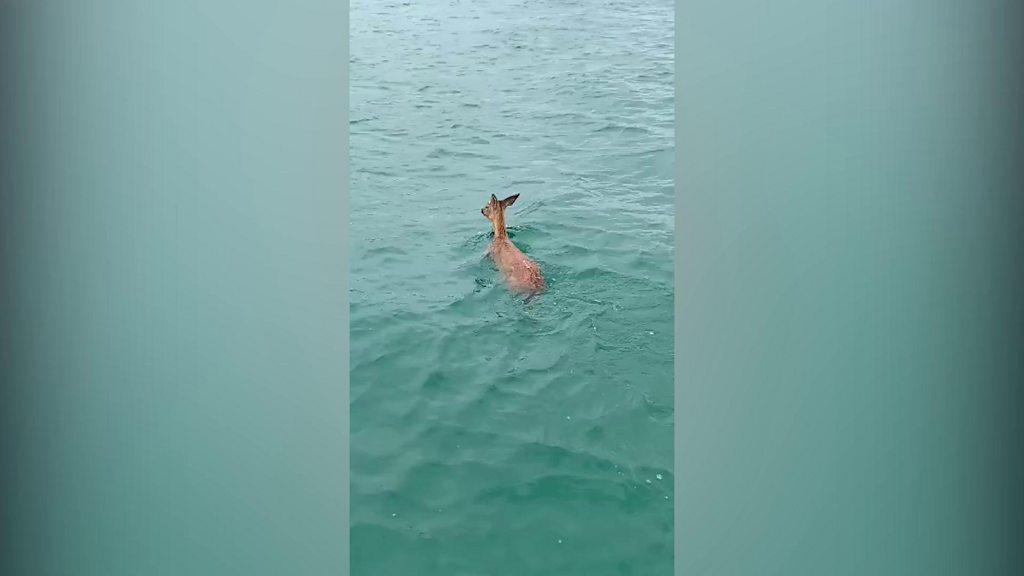 deer-swimming-in-the-sea.