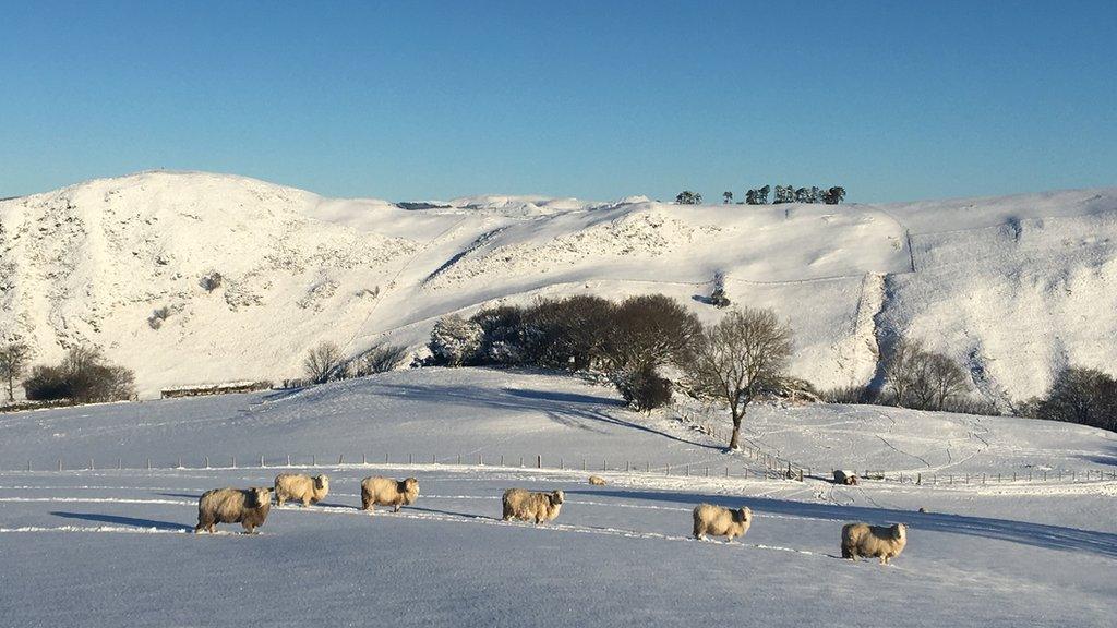 Defaid ar ffarm Henllan ger Machynlleth