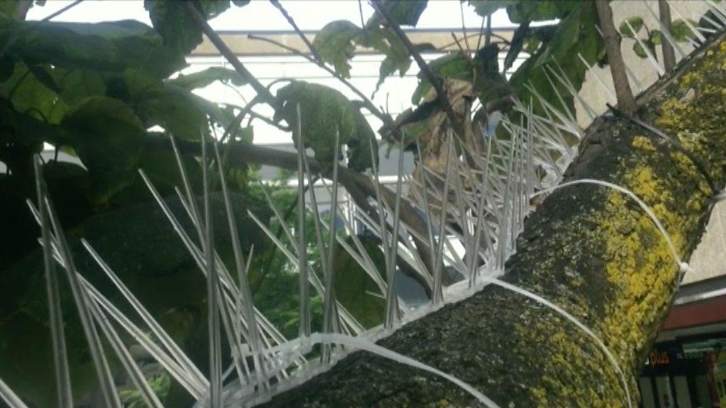 Anti-pigeon spikes installed on tree