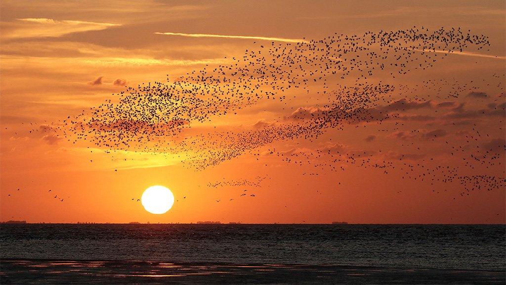 Knot flying at sunset at RSPB Snettisham