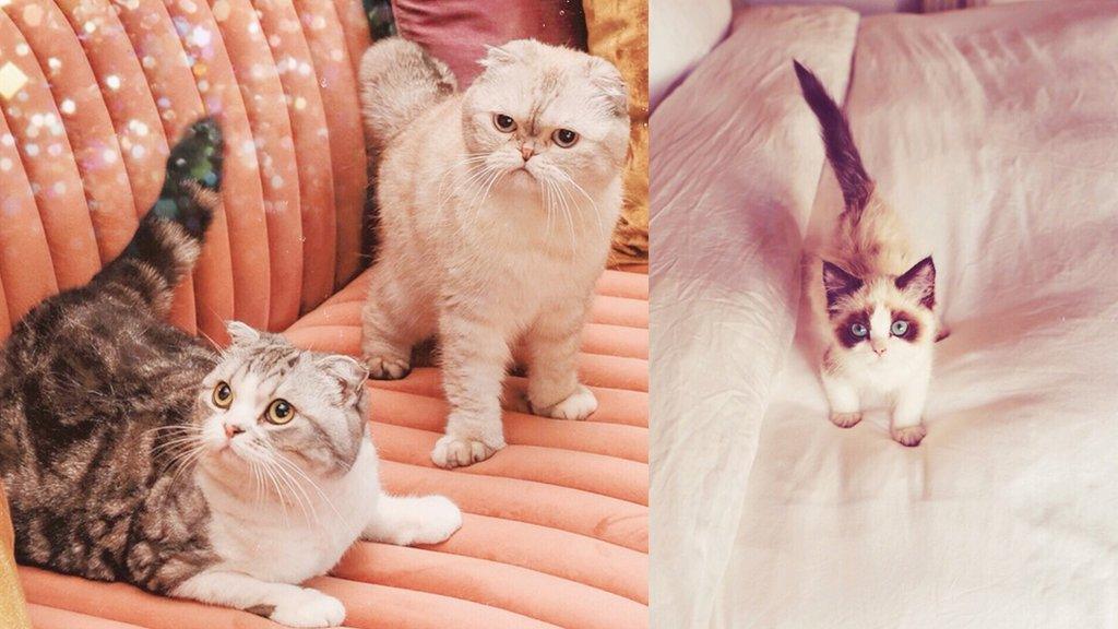 Taylor-swift-cats