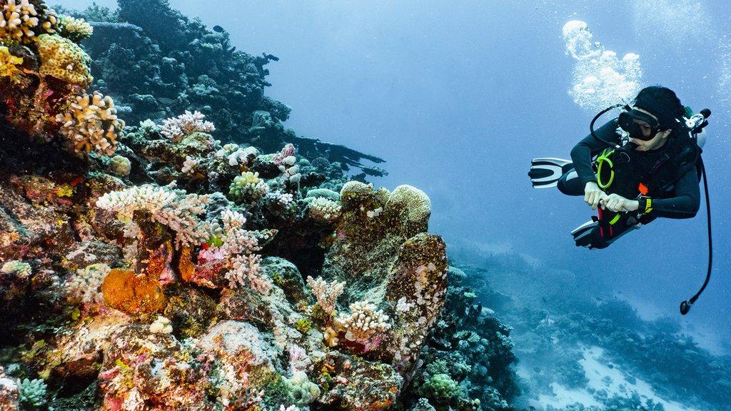 Scuba diver exploring coral at the Great Barrier Reef