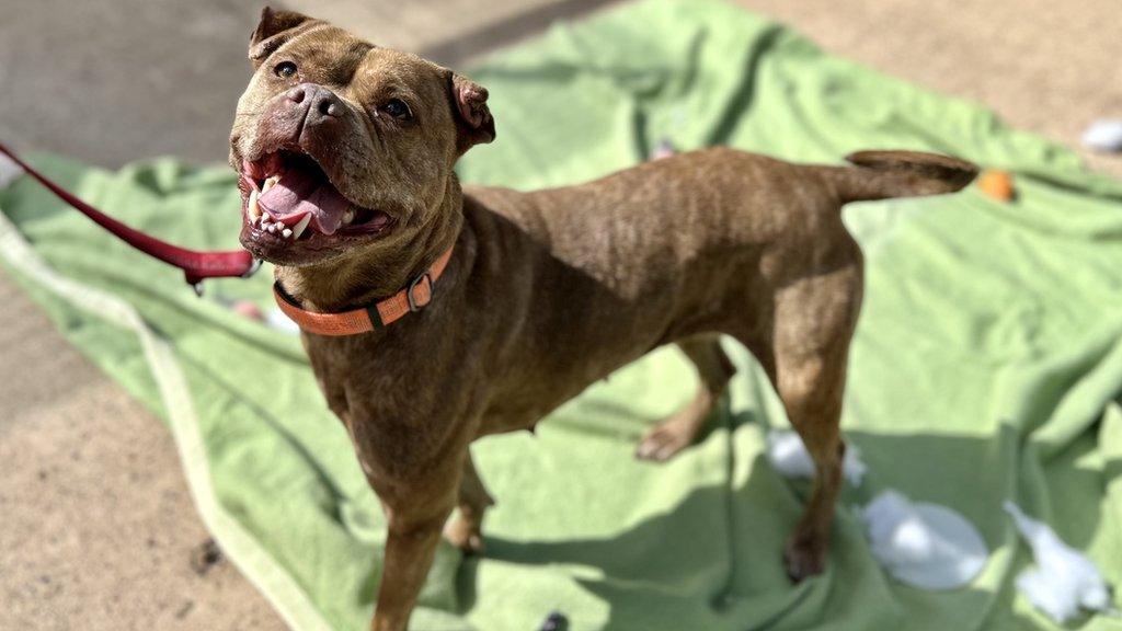 Izzy enjoying sun at RSPCA