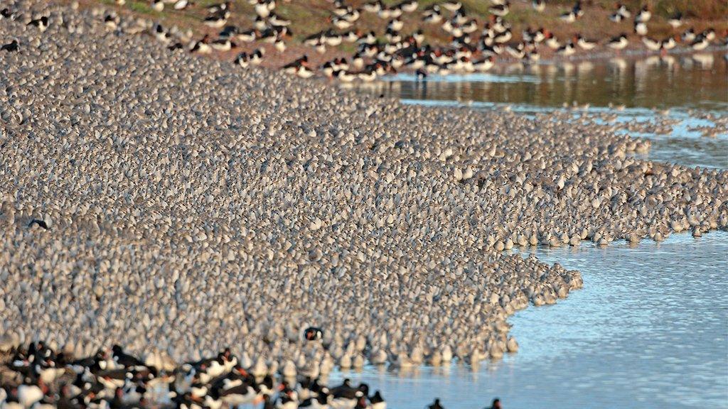 Knot at RSPB Snettisham