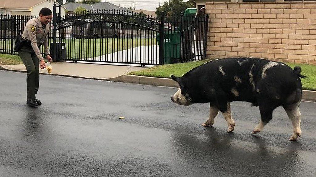 A lost pig has found its way home after following a trail of Doritos crisps.