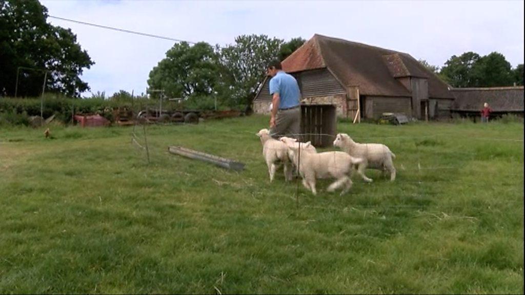 Seven sheep killed in dog attack