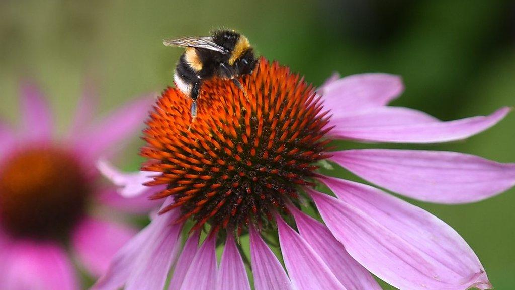 A bee on a flower