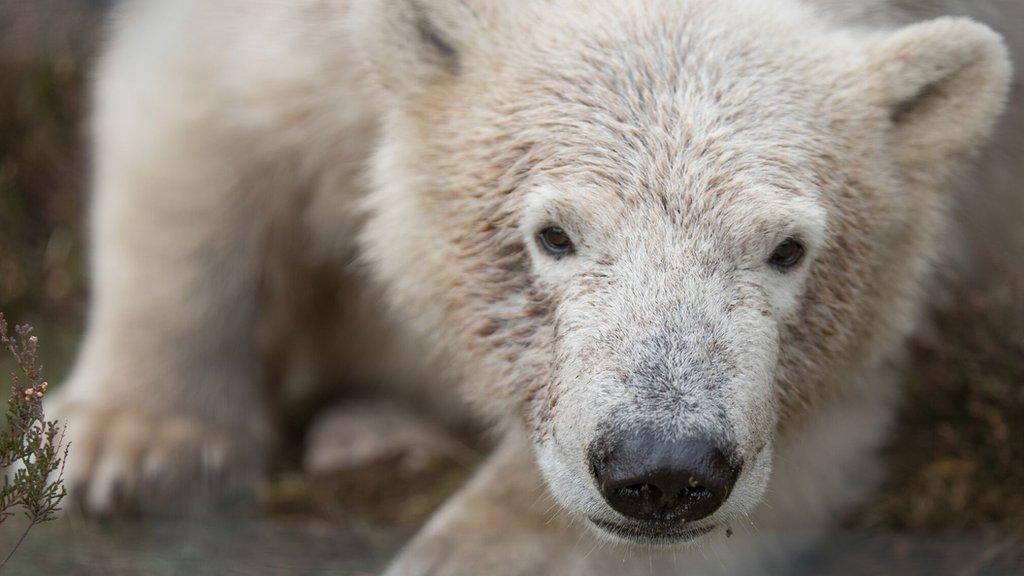 Polar bear cub Hamish