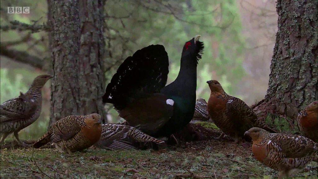 Capercaillie