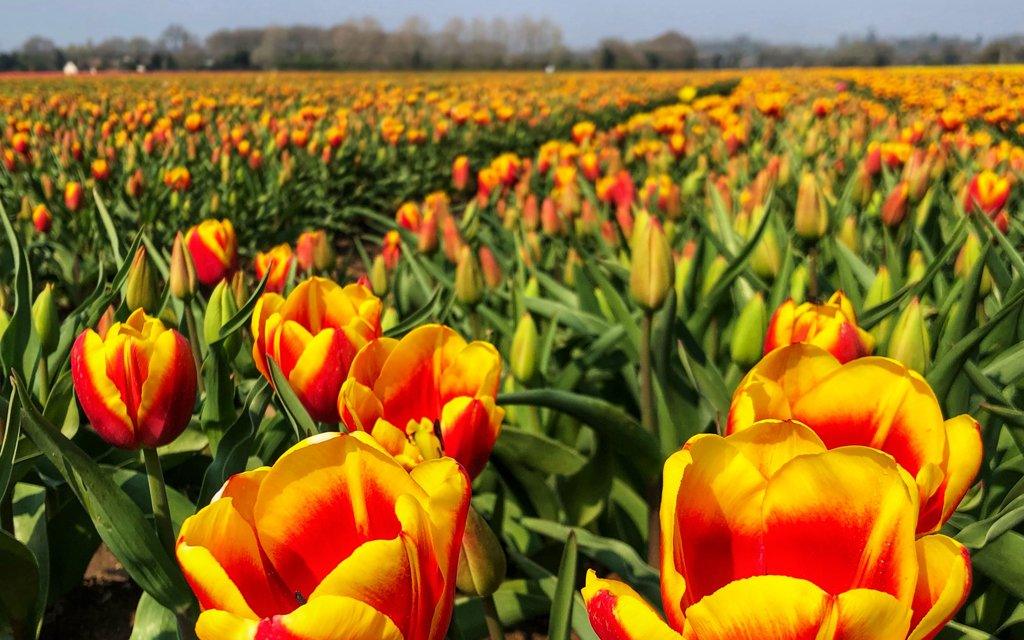 Yellow and orange tulips in west Norfolk field