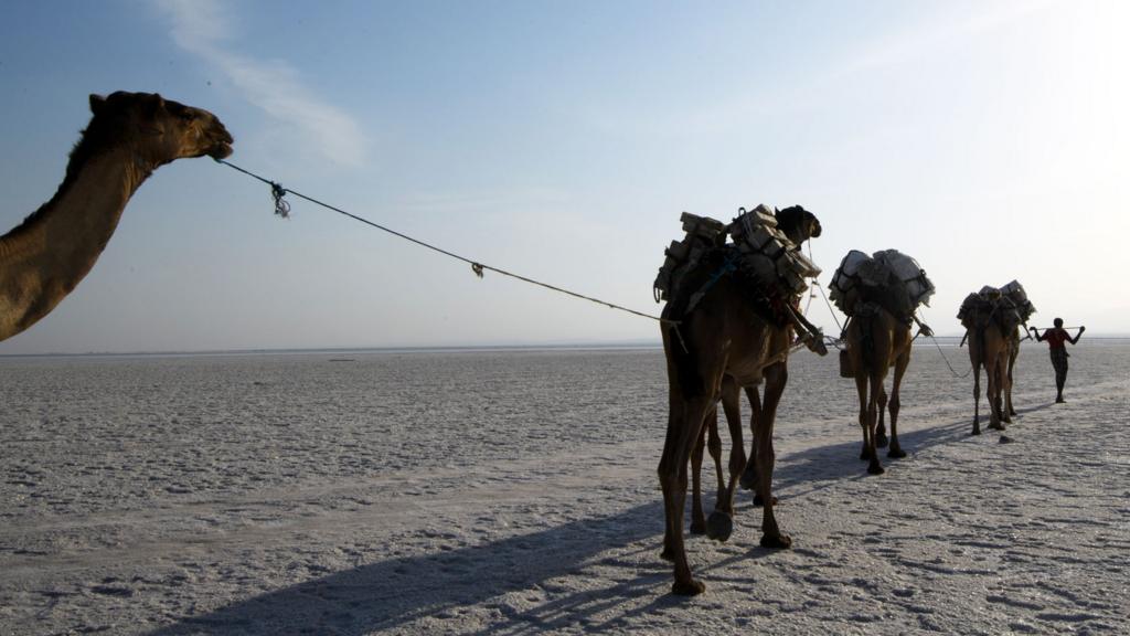 A camel caravan carrying salt mined by hand is led across a salt plain in the Danakil Depression on 22 January 2017 near Dallol, Ethiopia