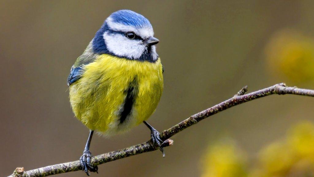 blue-tit.