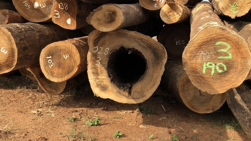 Timber from Lake Volta stacked up before it is cut in a saw mill.