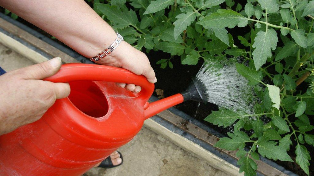 Hand holding watering can in garden