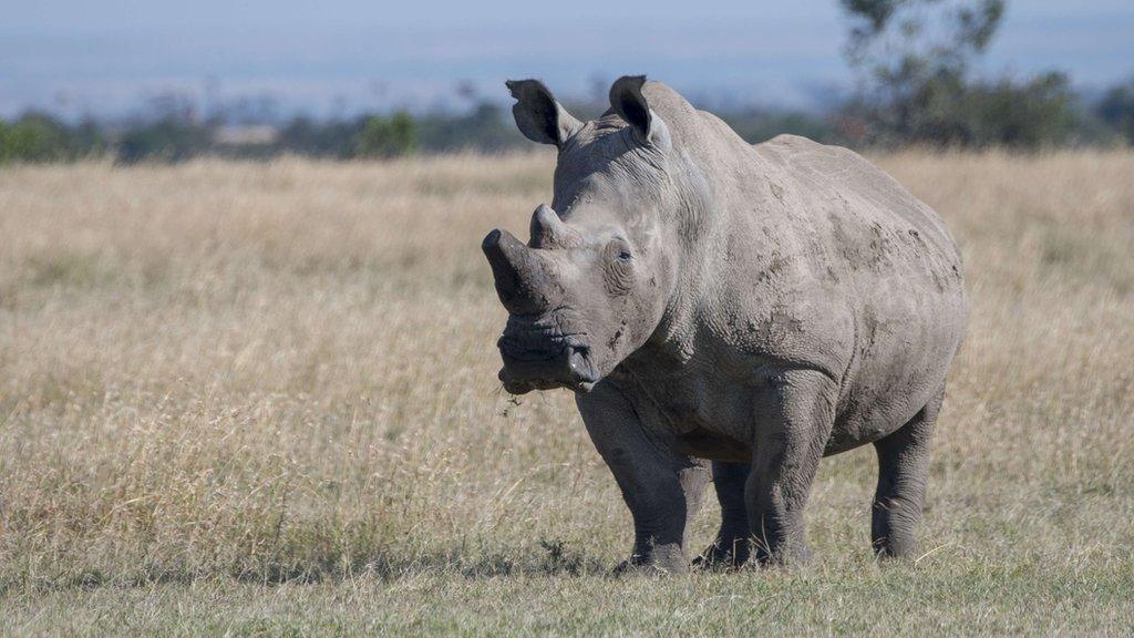 white rhino