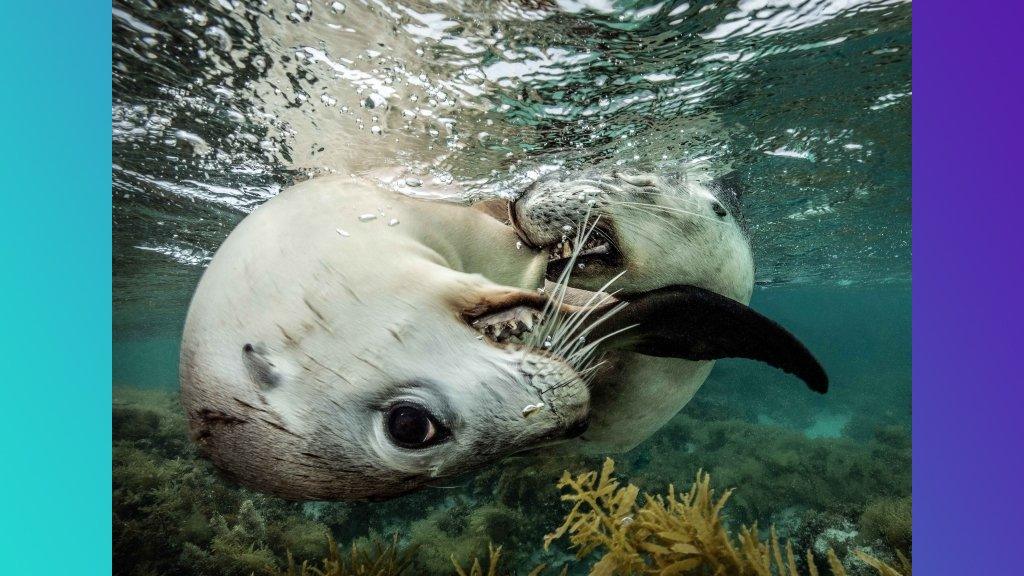 seals-playing.