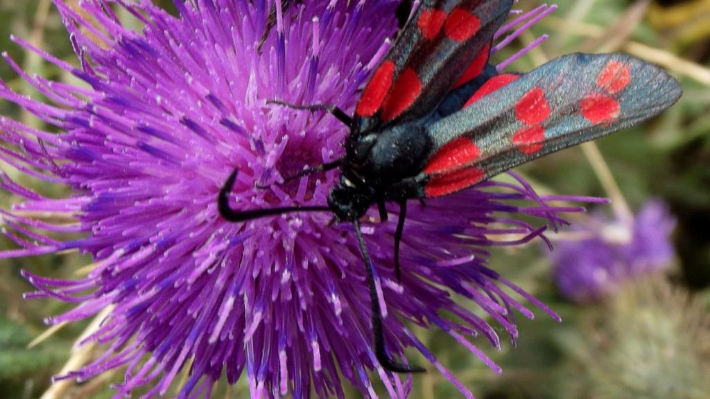 BBC Local Live Devon & Cornwall Monday 21 September BBC News