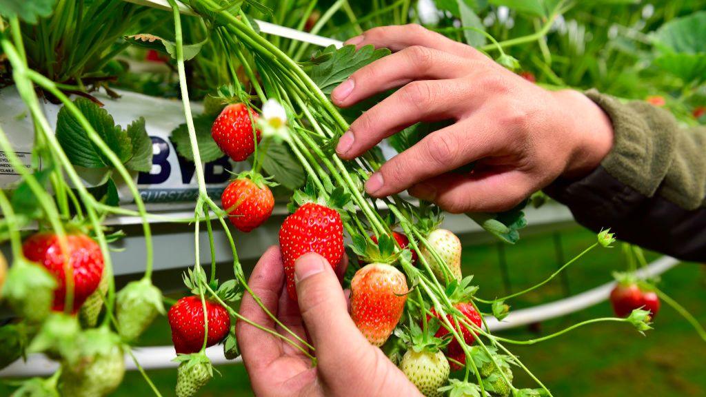 strawberries