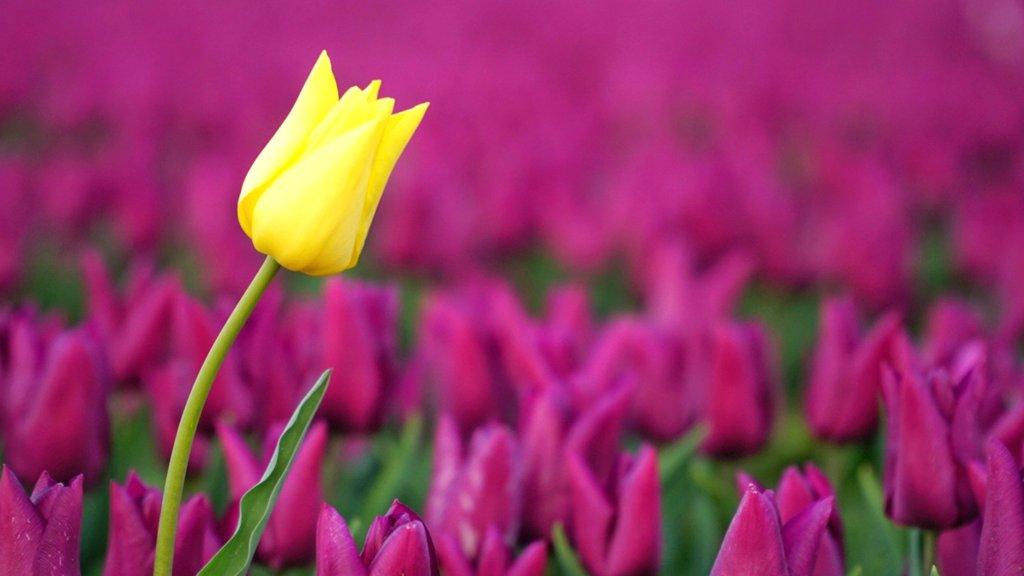 Tulips in Norfolk field