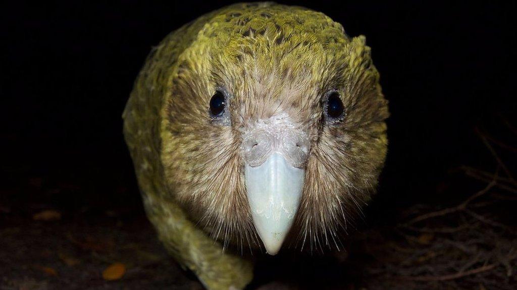 The world’s fattest species of parrot have had lots of young this year – the most ever recorded. And, they really love to dance.