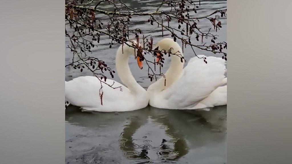 Swans