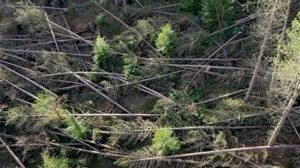 Felled trees