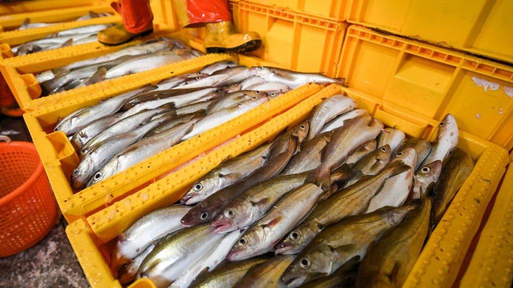 Boxes of fish at a fish market