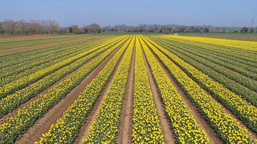 Aerial view of Norfolk tulip fields