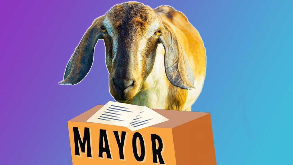 Goat as a mayor.