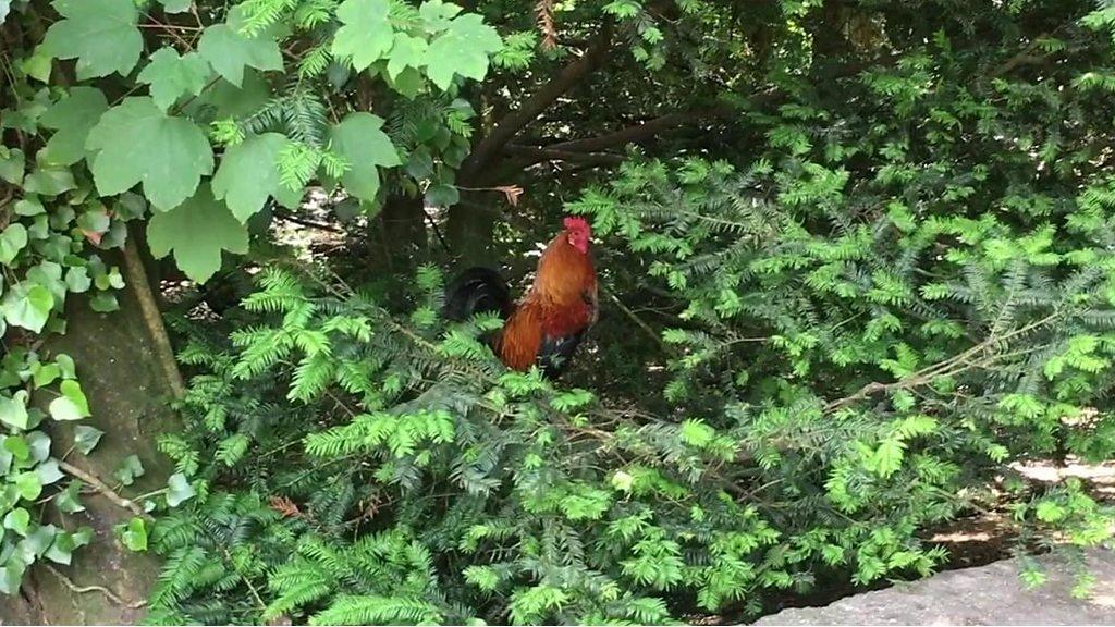 Feral rooster