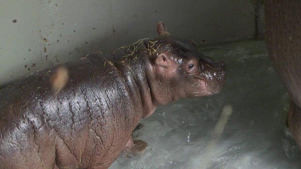 The new calf was born at Whipsnade Zoo Bedfordshire in July.