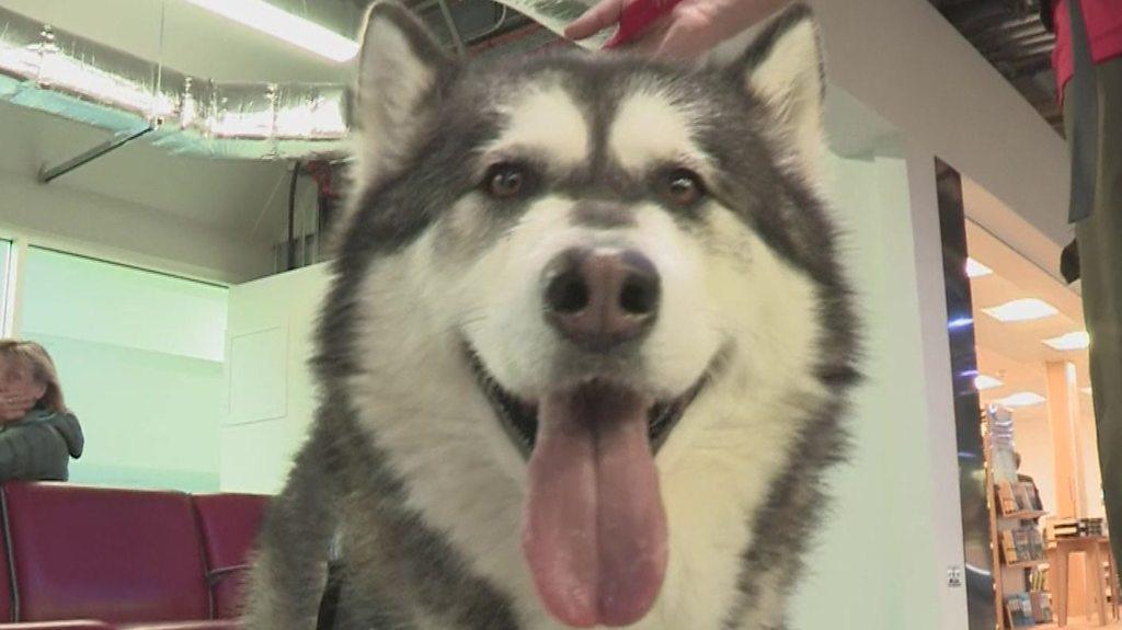 A close up of a dog's face with its tongue hanging out