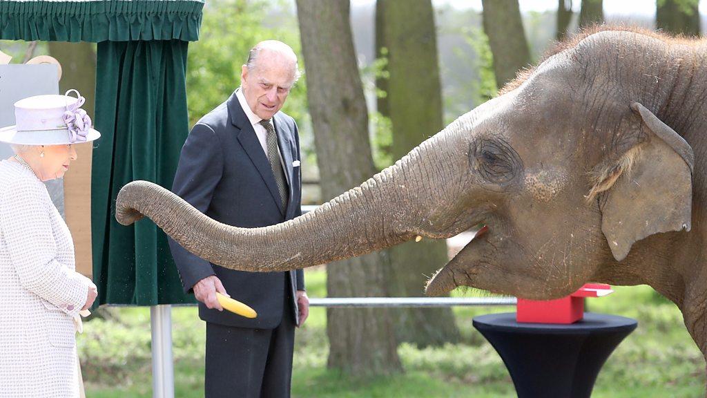 Queen feeds banana to elephant