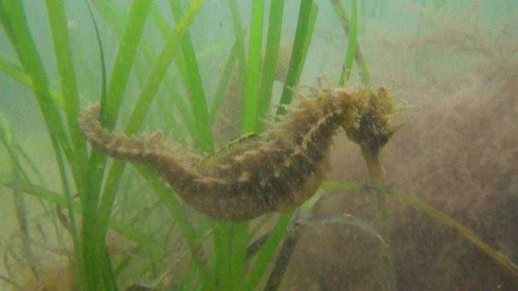 Spiny seahorse