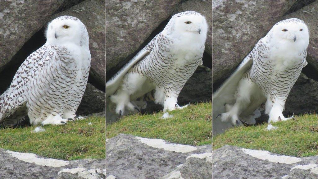 Snowy owl