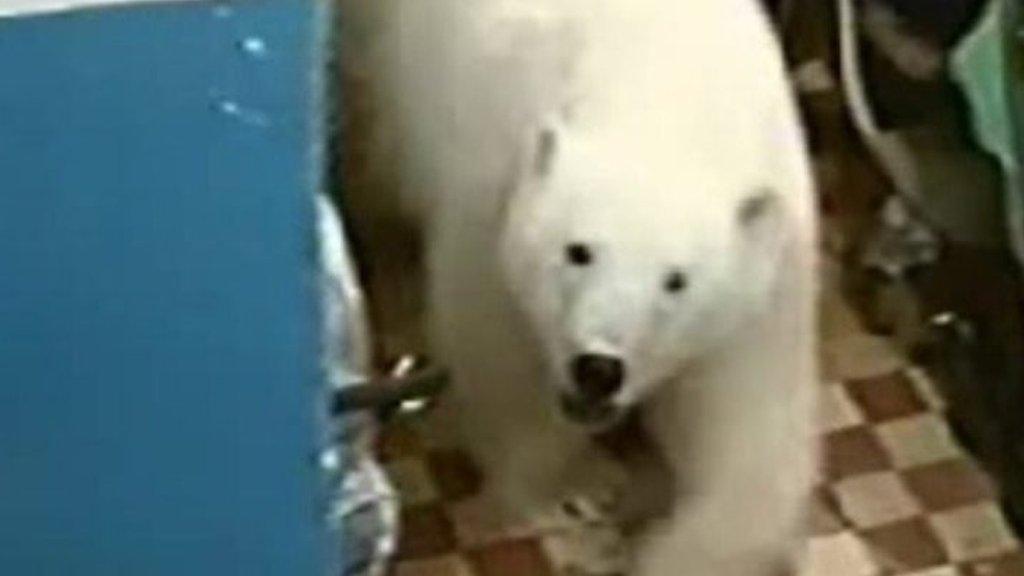 A polar bear enters a residential building