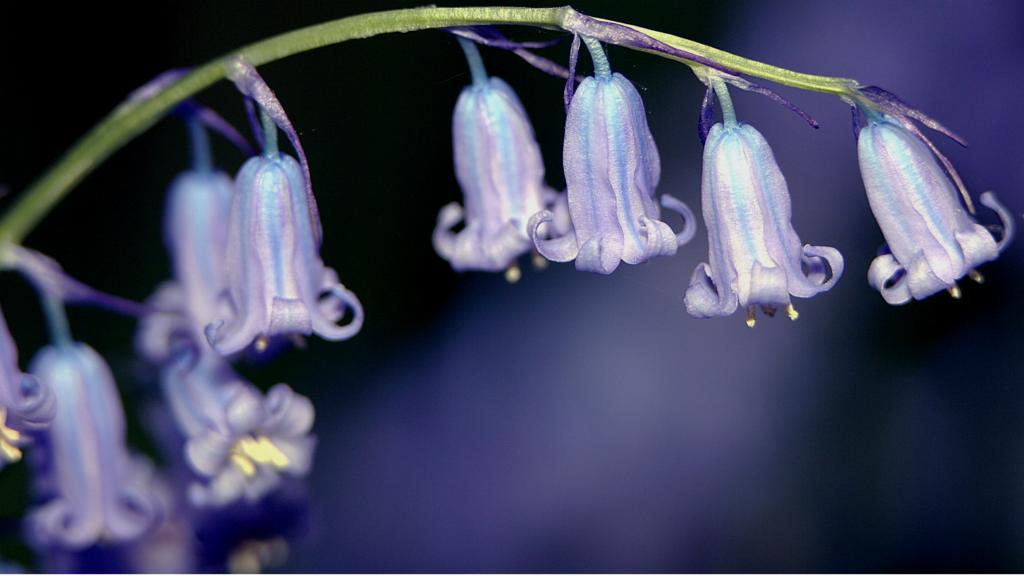 BBC Local Live Beds, Herts & Bucks on Monday 5 October 2015 BBC News