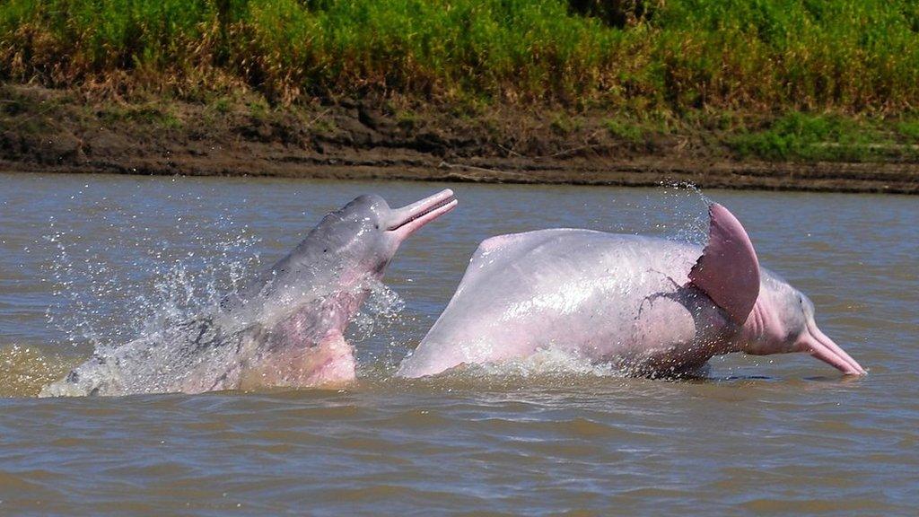 Pink river dolphins