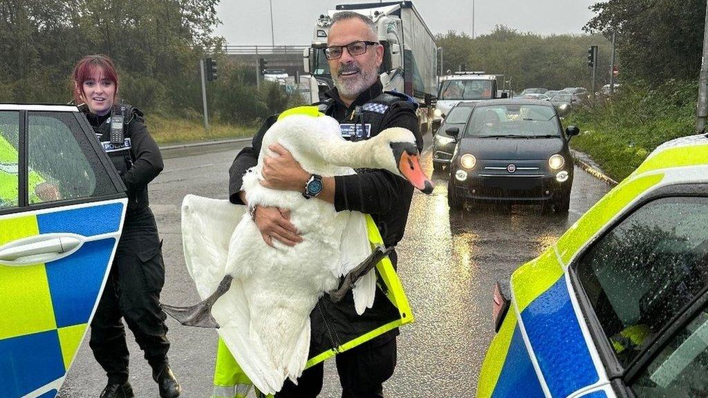 Police officer rescues swan