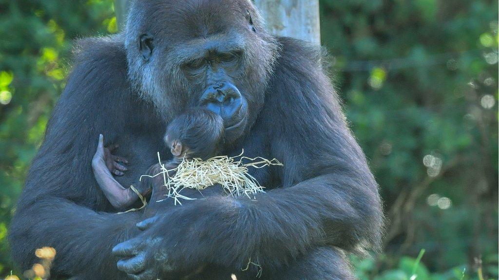 Kala the western lowland gorilla and her baby