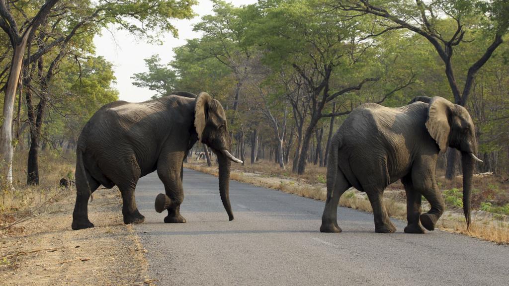 Elephants walking across a road in Zimbabwe - January 2017