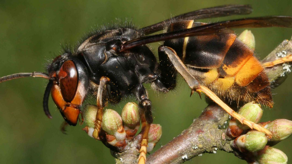 Asian hornet