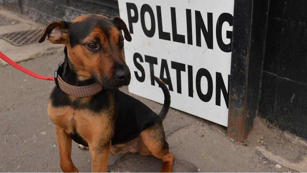 Dog outside polling station