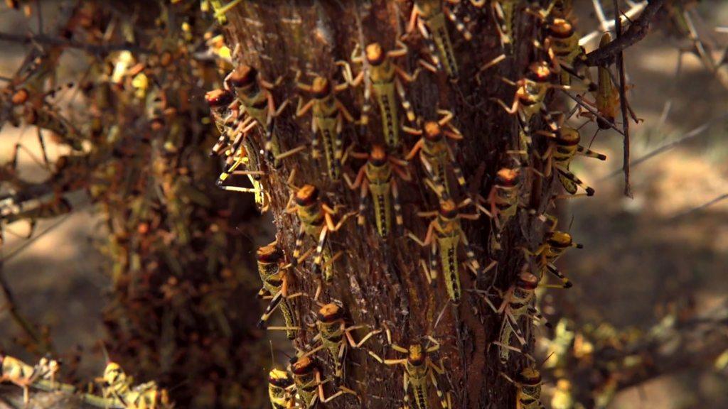 Dozens of locusts climbing a tree.