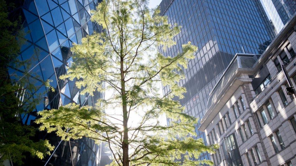 A tree in an urban area