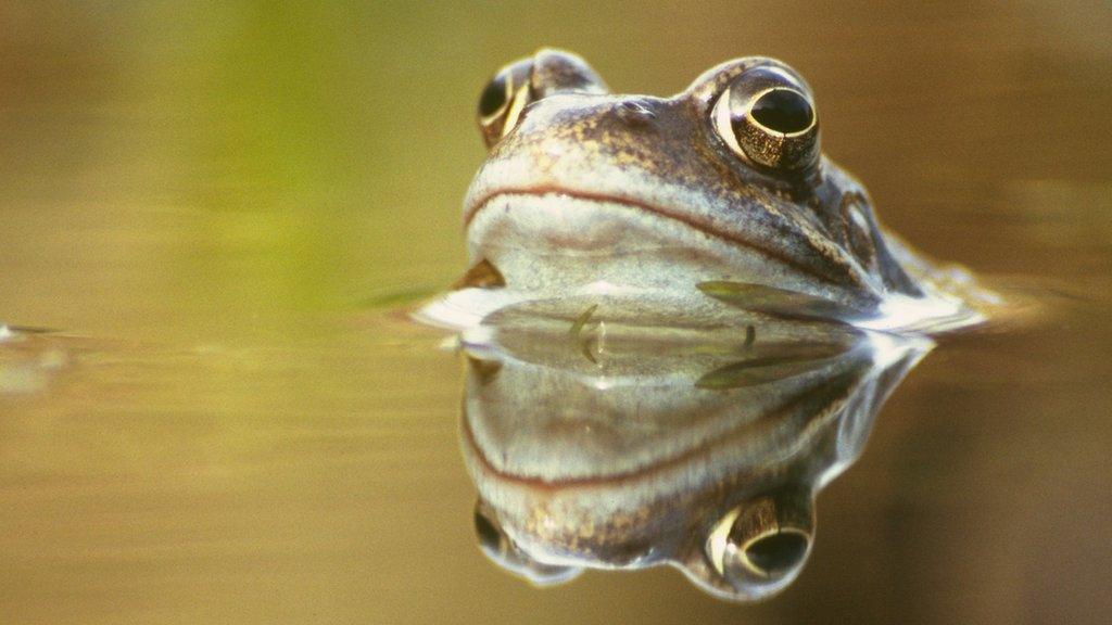 Common frog, Rana temporaria