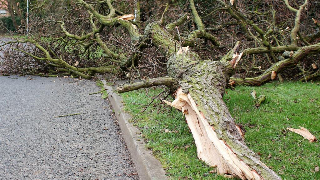 BBC Local Live Cambridgeshire BBC News