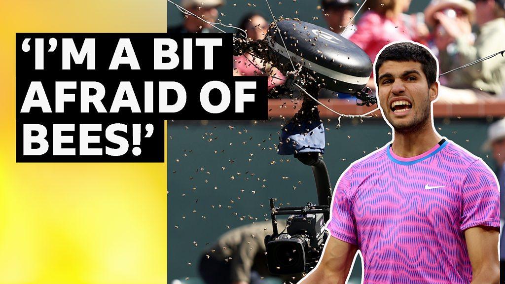 Indian Wells Bees: Carlos Alcaraz Reacts To Swarm That Delayed Match ...