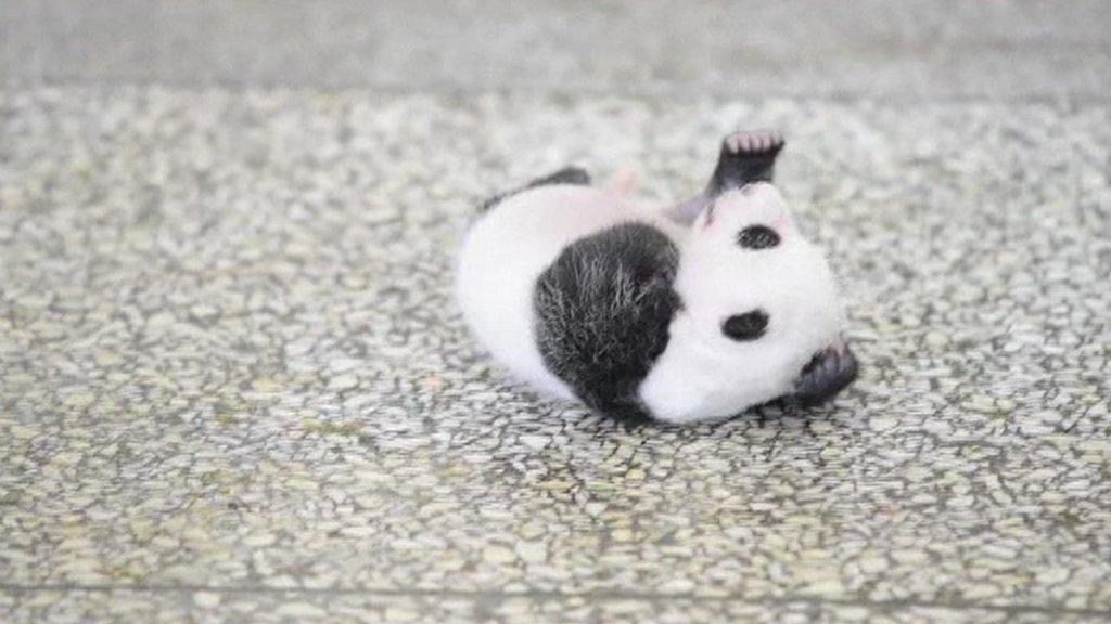 The baby panda's cute attempt to try and roll over - BBC Newsround